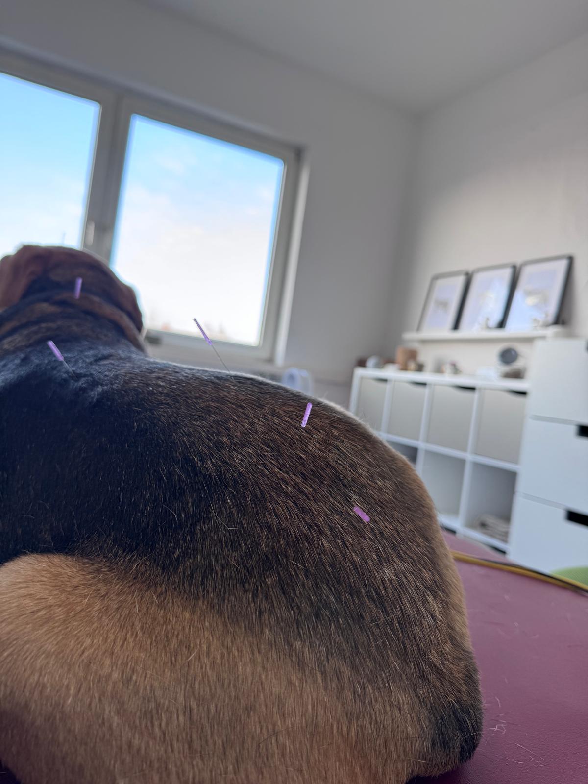 Foto zur Akupunktur. Hund (Vizla) erhält eine Akupunktur Therapie.